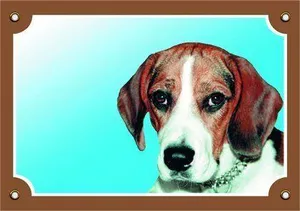 Farbschild Achtung Hund, Beagle
